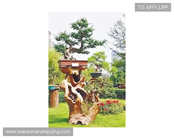 澳门赛马今天直播时间安排及观看指南，实时掌握比赛动态